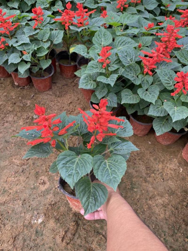 一串红种植基地600万一串红基地直销。青州价格