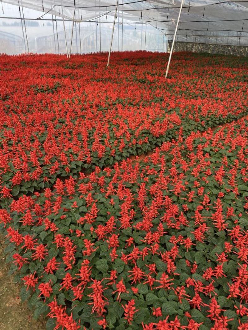 一串红种植基地600万一串红基地直销。青州价格