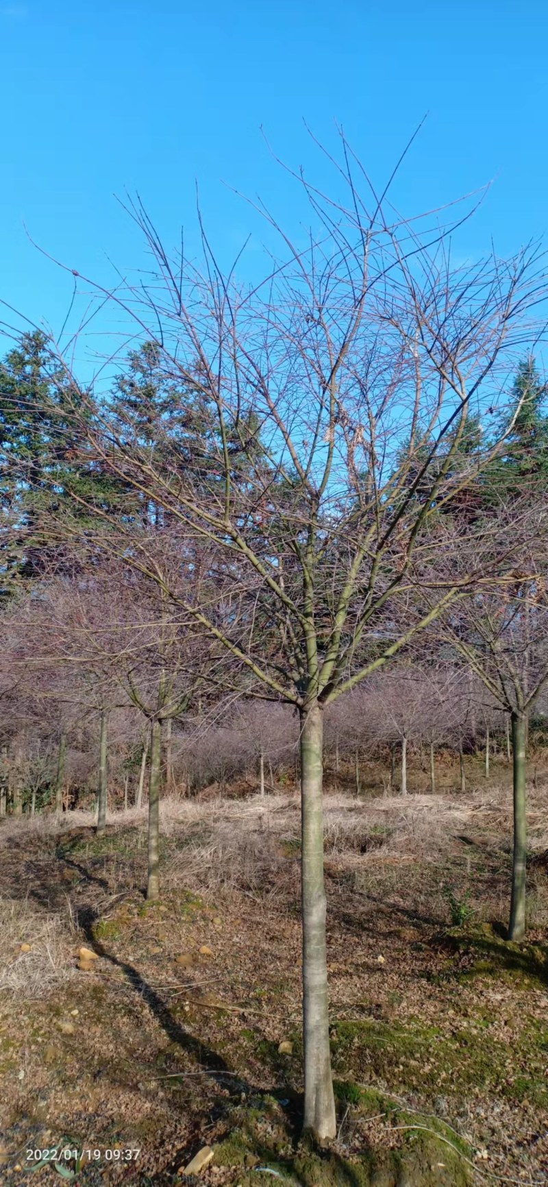 原生红枫自家种植实惠……