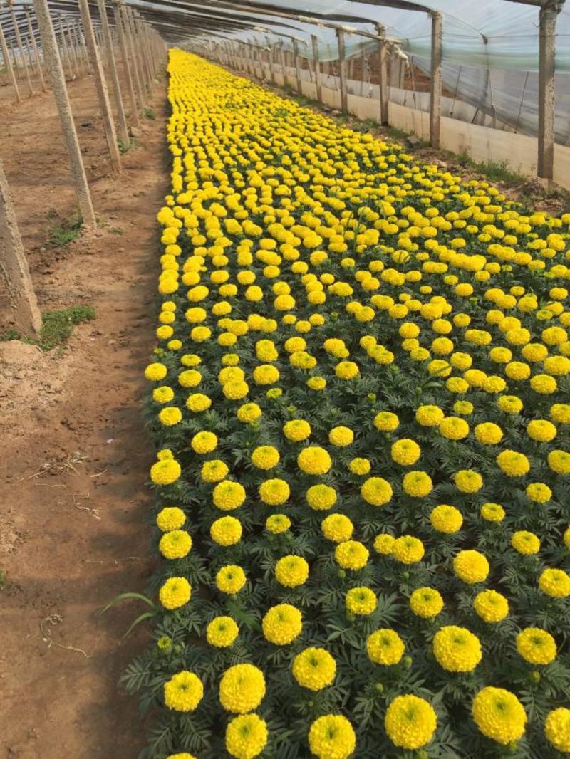 万寿菊自产自销万寿菊种植基地。500万处理
