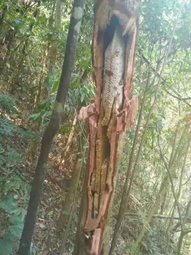 （热销）野生蜂蜜，产地直销，全国发货，量大从优，欢迎订购