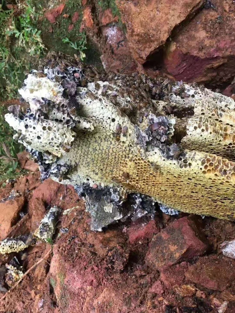 （热销）野生蜂蜜，产地直销，全国发货，量大从优，欢迎订购