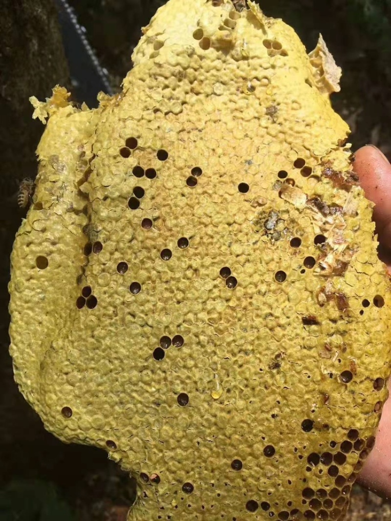（热销）野生蜂蜜，产地直销，全国发货，量大从优，欢迎订购