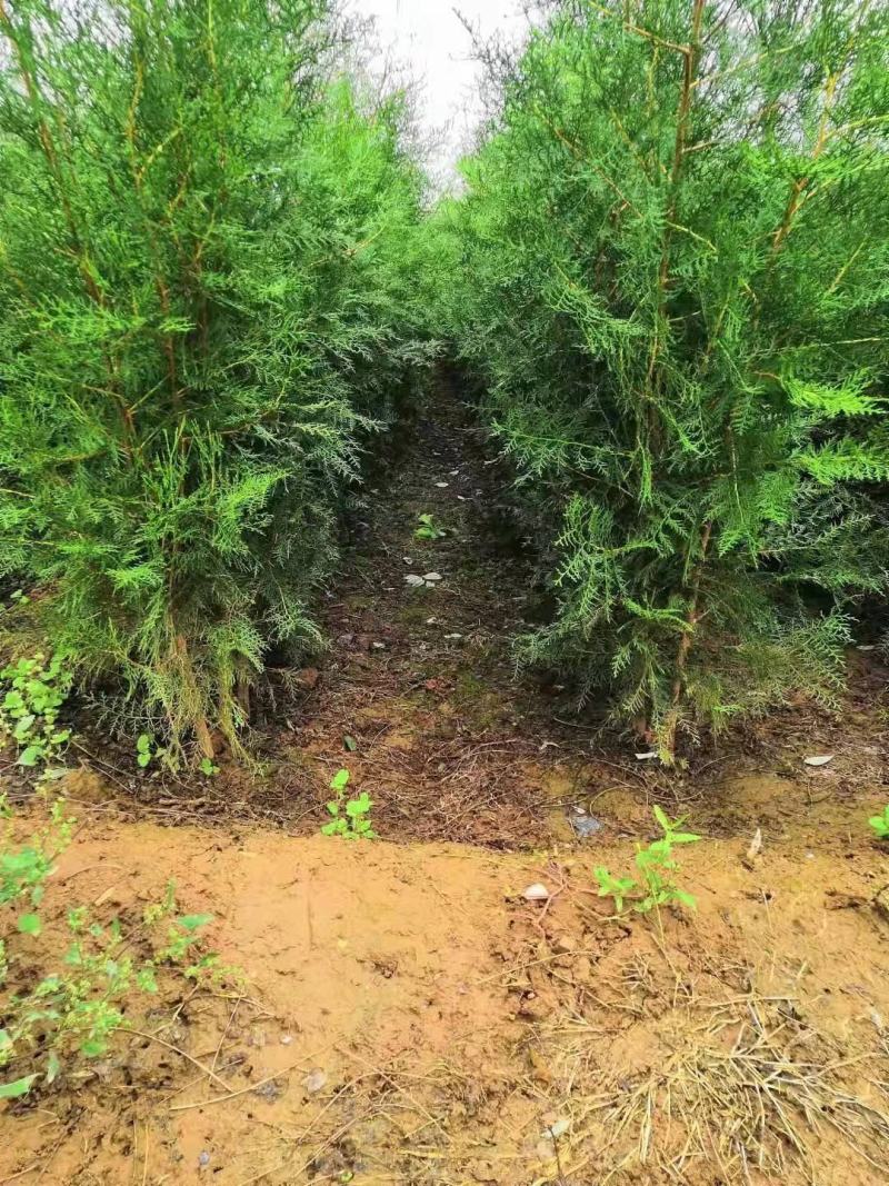 农户碗碗侧柏，各种规格十三×十五碗碗侧柏，十四×十六碗