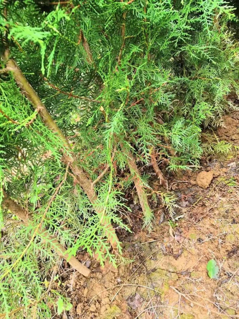 农户碗碗侧柏，各种规格十三×十五碗碗侧柏，十四×十六碗