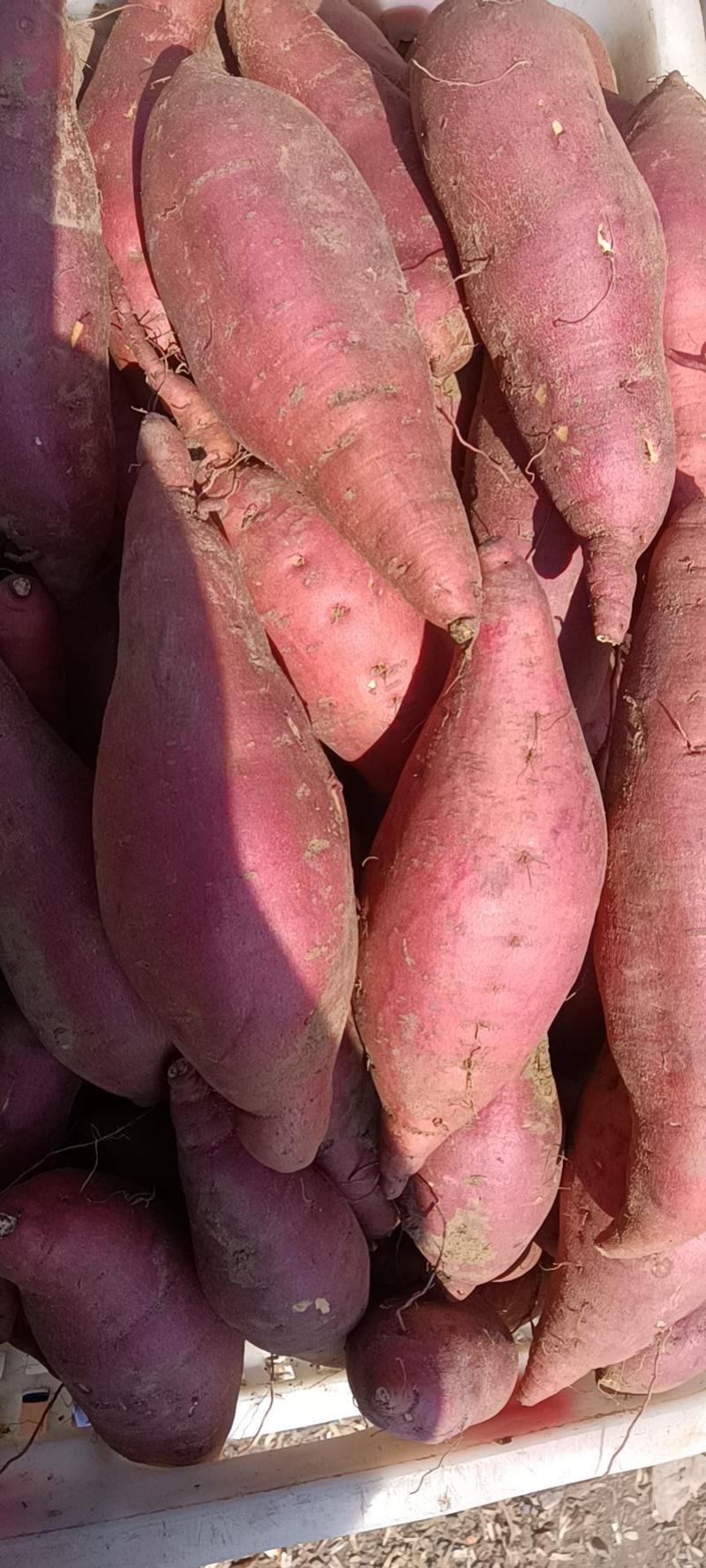 红薯产地现货，大量精品推荐济薯26品种齐全沙土红薯