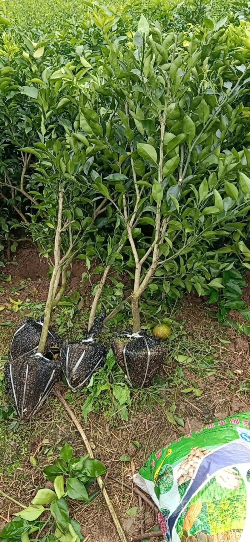 精品091无核沃柑假植苗，丫盘好，第二年挂果。可带土球！
