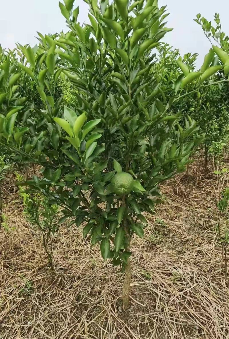 精品091无核沃柑假植苗，丫盘好，第二年挂果。可带土球！
