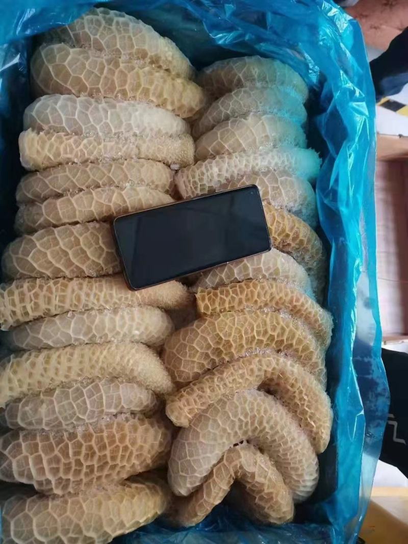 金钱肚