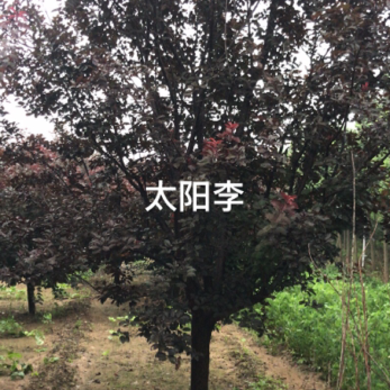 卖太阳李树。树苗。规格齐全！保证质量！诚信经营！