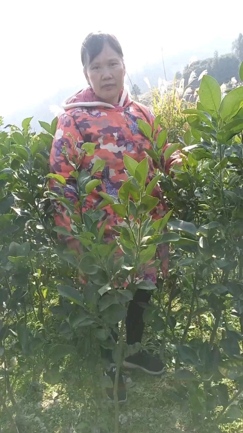 湖南正宗嫁接的沙田柚苗两至三年柚子苗苗太大不包邮