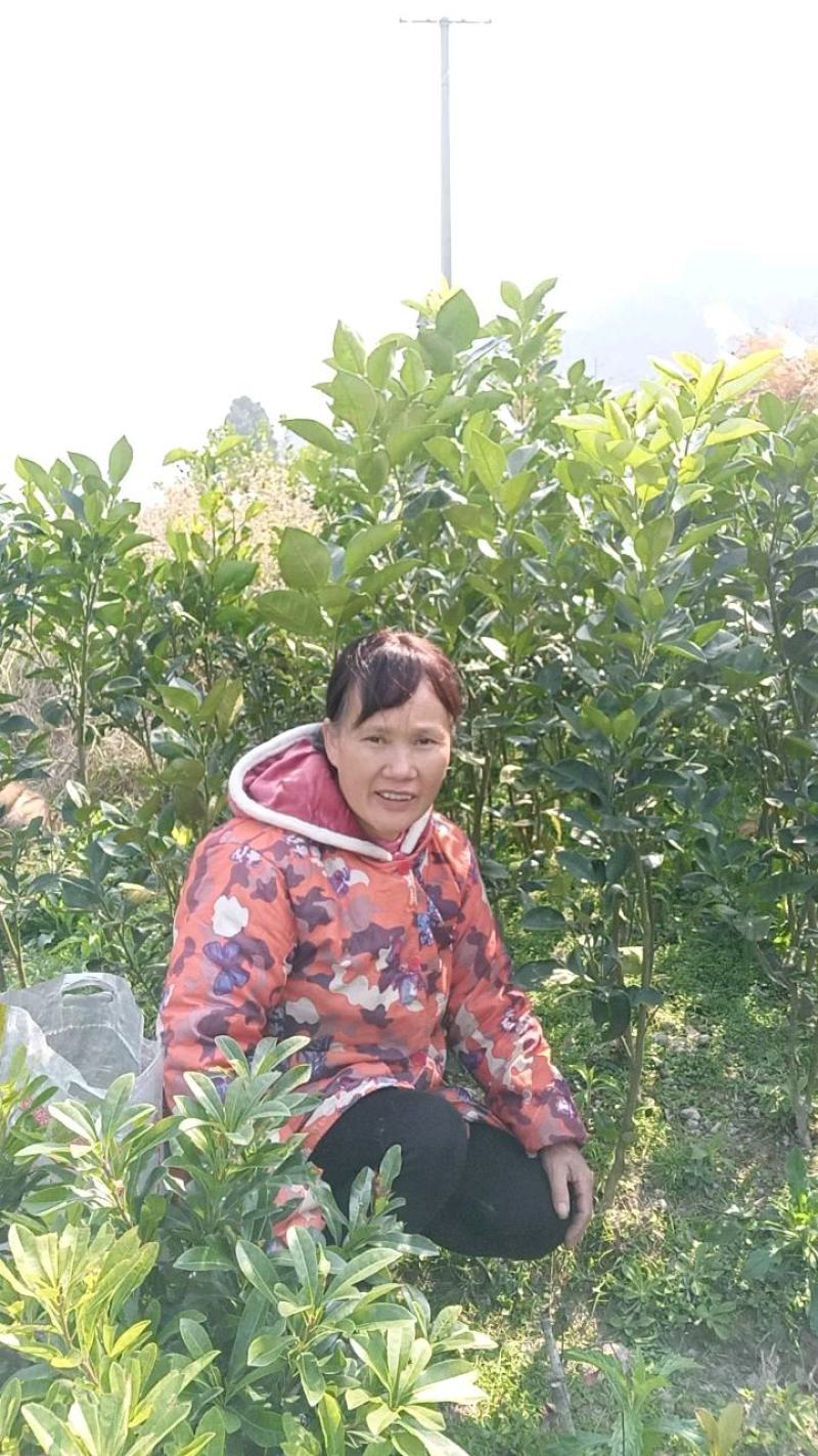 湖南正宗嫁接的沙田柚苗两至三年柚子苗苗太大不包邮