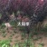 卖太阳李树。树苗。规格齐全！保证质量！诚信经营！