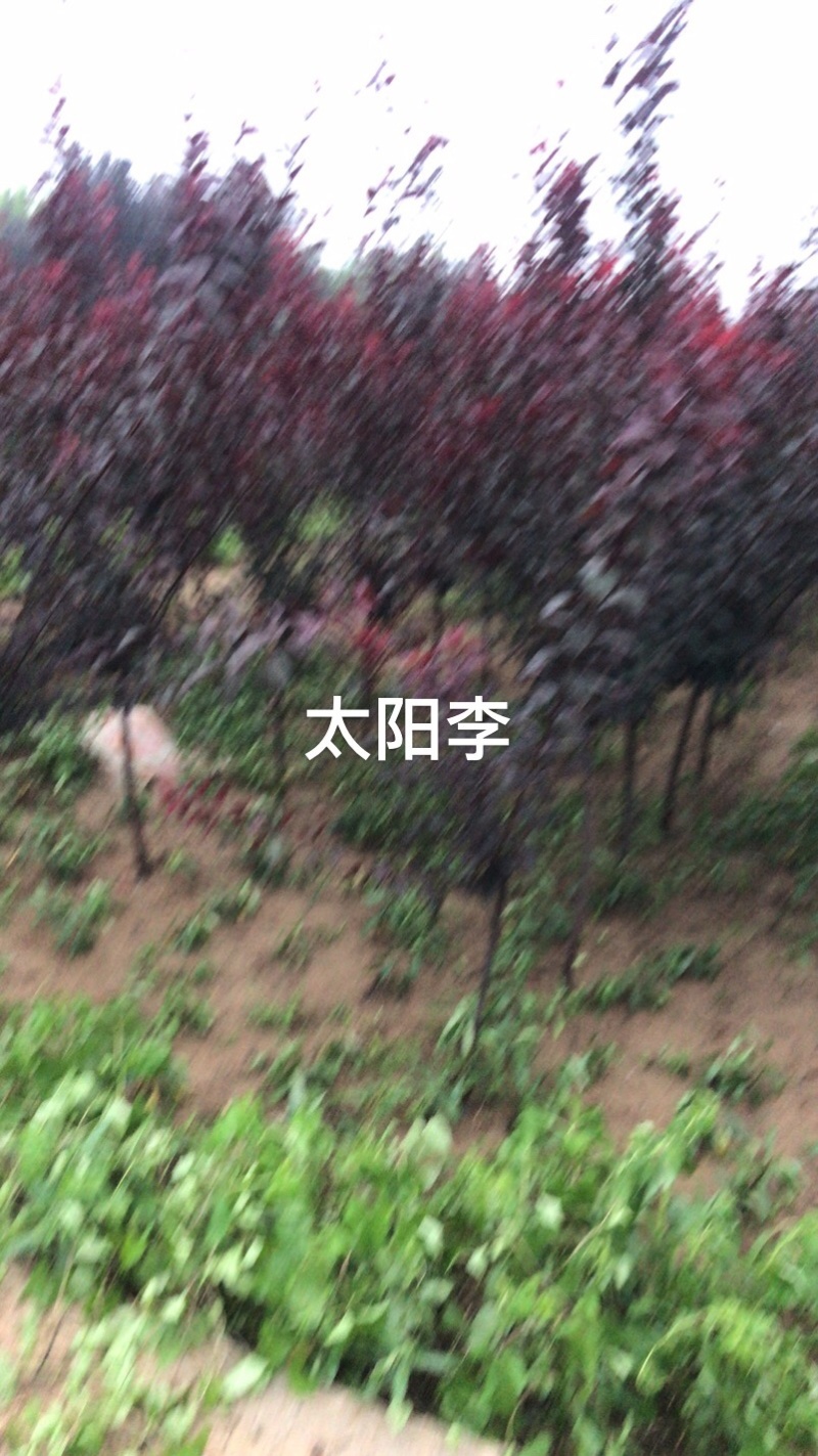 卖太阳李树。树苗。规格齐全！保证质量！诚信经营！