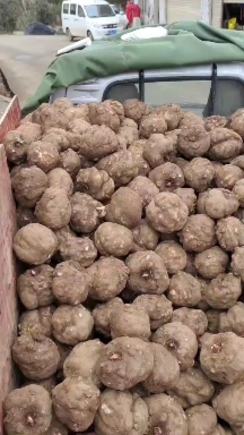 商品魔芋