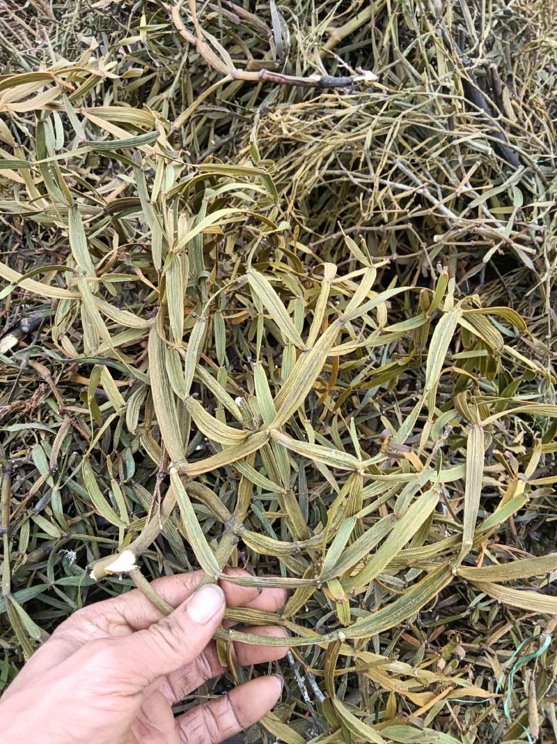 鸡根，观音串，倒吊黄，