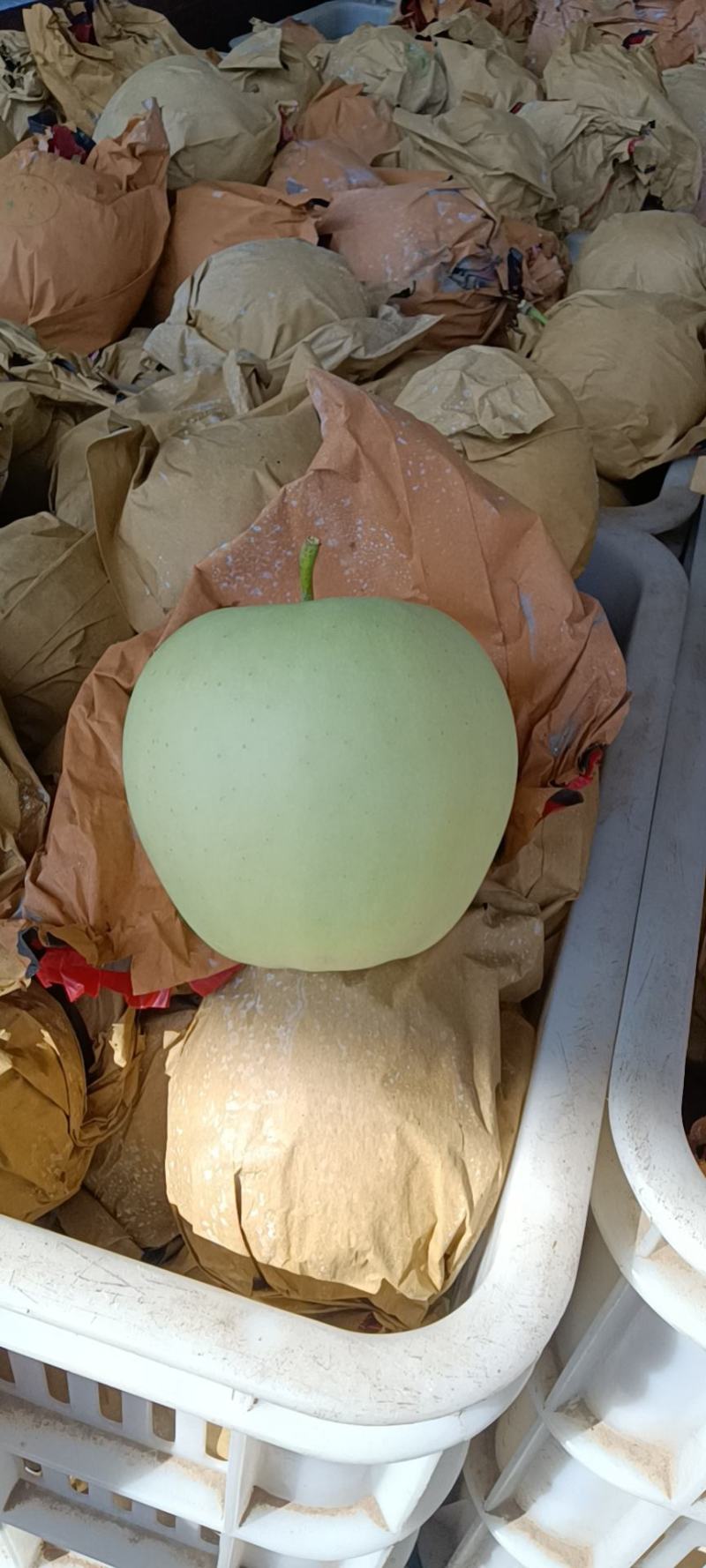 瓦房店市精品红富士苹果便宜了，欢迎全国客商采购，品质保证