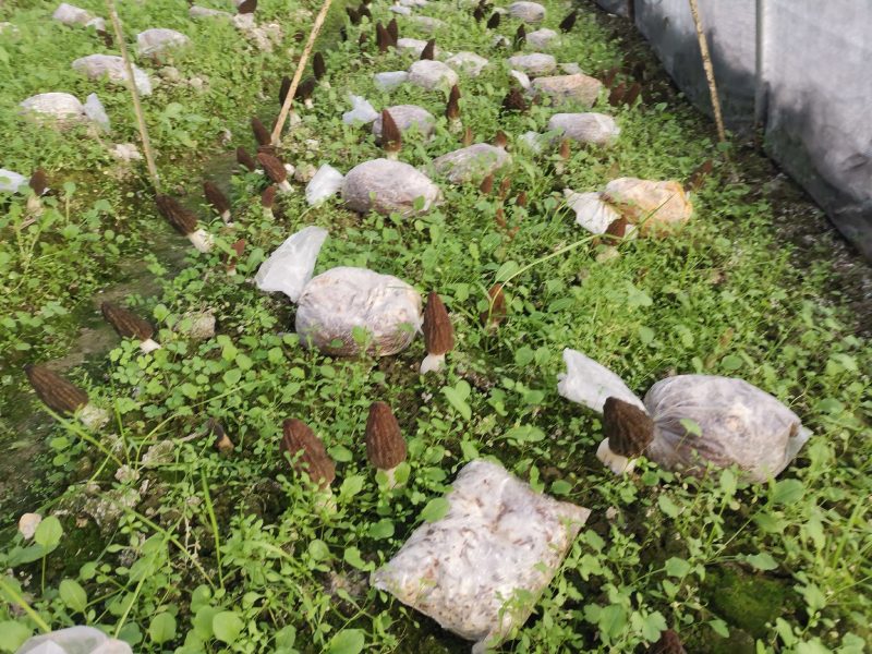 羊肚菌