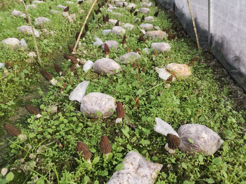 羊肚菌