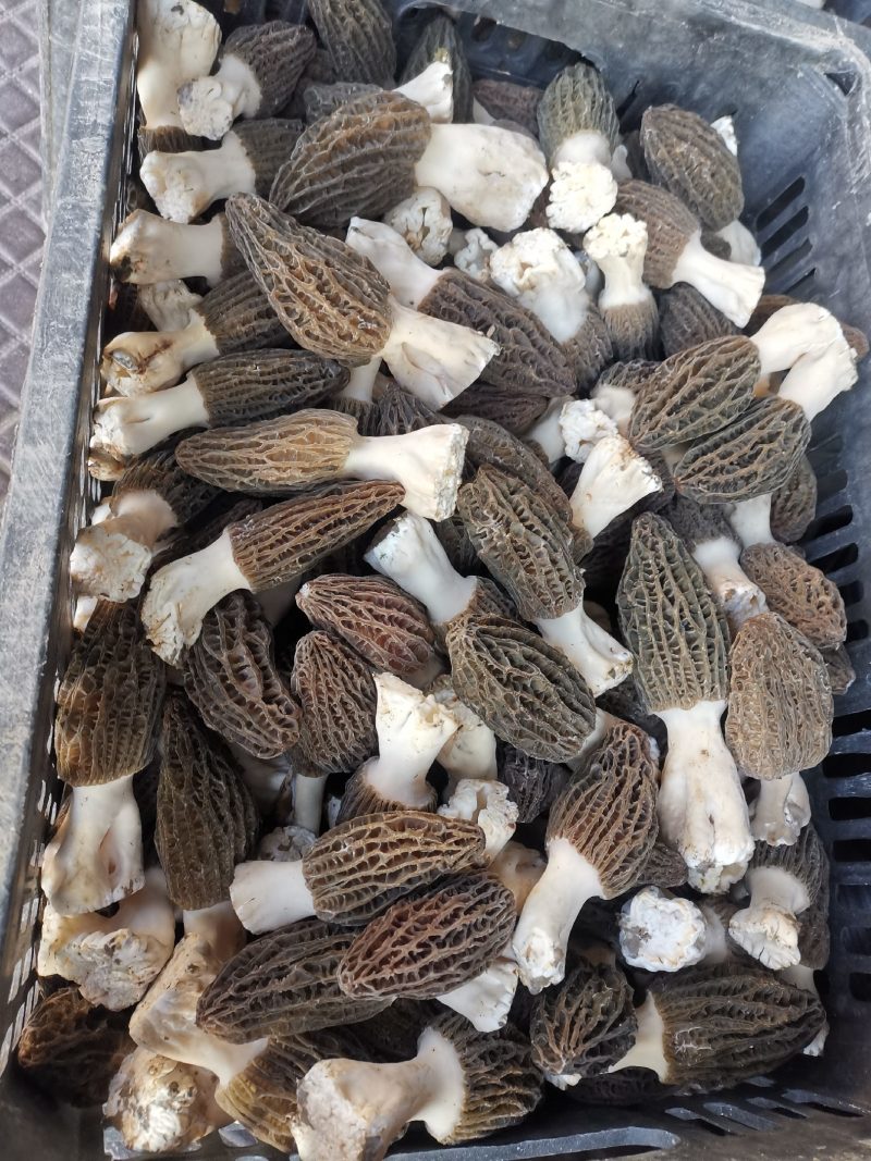 羊肚菌