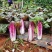 云之娃紫龙芽白菜种子紫色青麻叶菜籽韩国紫白菜孑子富含花青