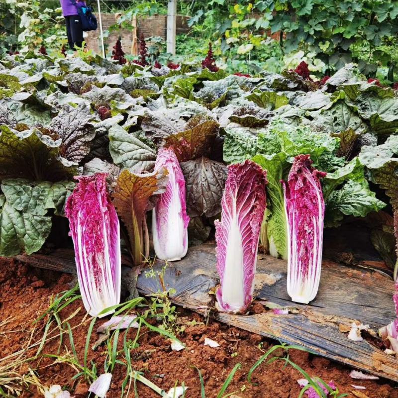 云之娃紫龙芽白菜种子紫色青麻叶菜籽韩国紫白菜孑子富含花青