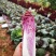 云之娃紫龙芽白菜种子紫色青麻叶菜籽韩国紫白菜孑子富含花青