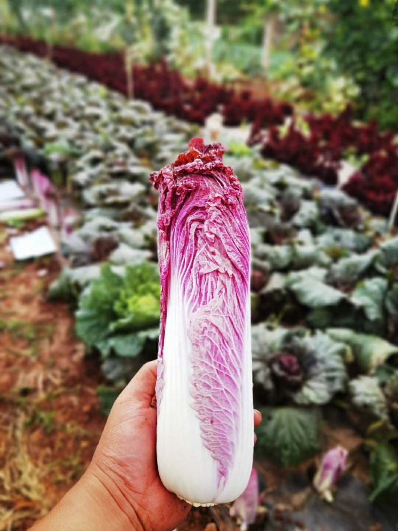 云之娃紫龙芽白菜种子紫色青麻叶菜籽韩国紫白菜孑子富含花青