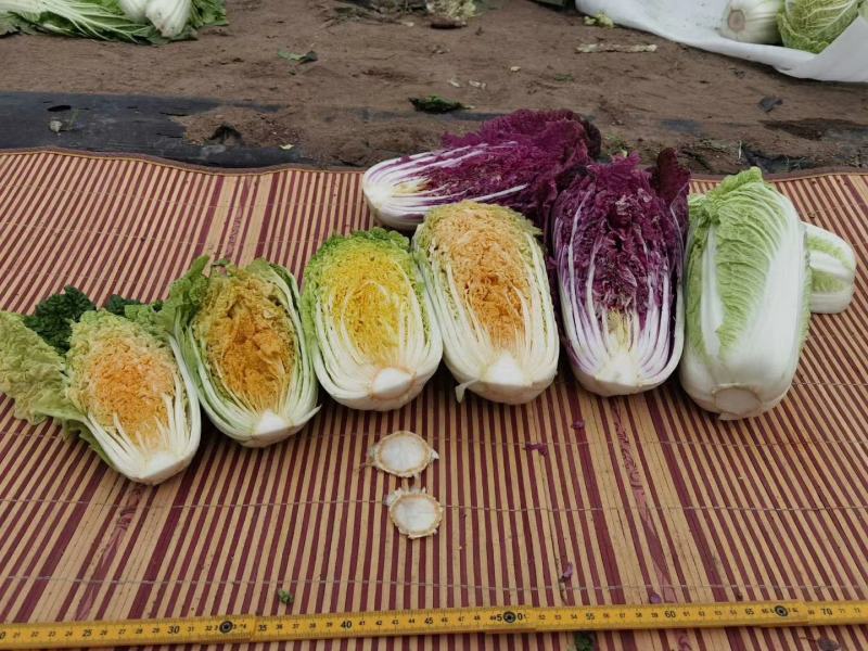 云之娃紫龙芽白菜种子紫色青麻叶菜籽韩国紫白菜孑子富含花青