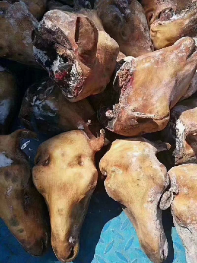 内蒙古锡林浩特火燎草地绵羊白头、花头，各种规格，都有现货