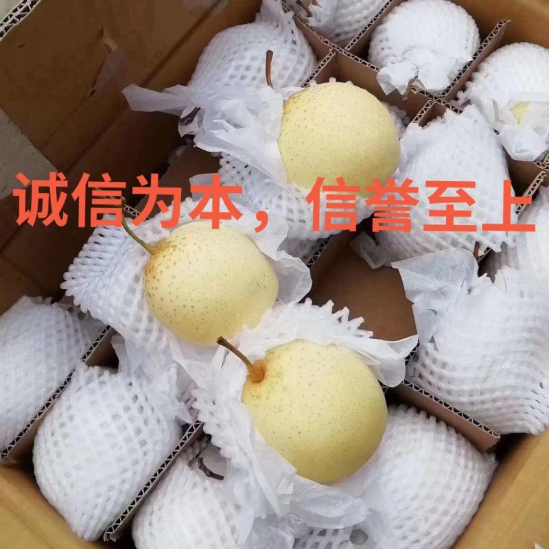 （老树鸭梨）鸭梨水晶鸭梨产地供应品质保证