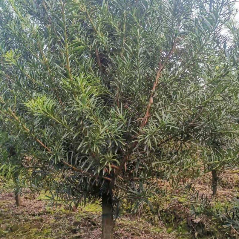 5公分罗汉松，中叶罗汉松，罗汉松批发价格，基地主营品种