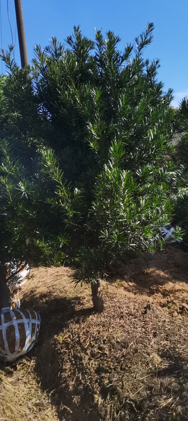 5公分罗汉松，中叶罗汉松，罗汉松批发价格，基地主营品种