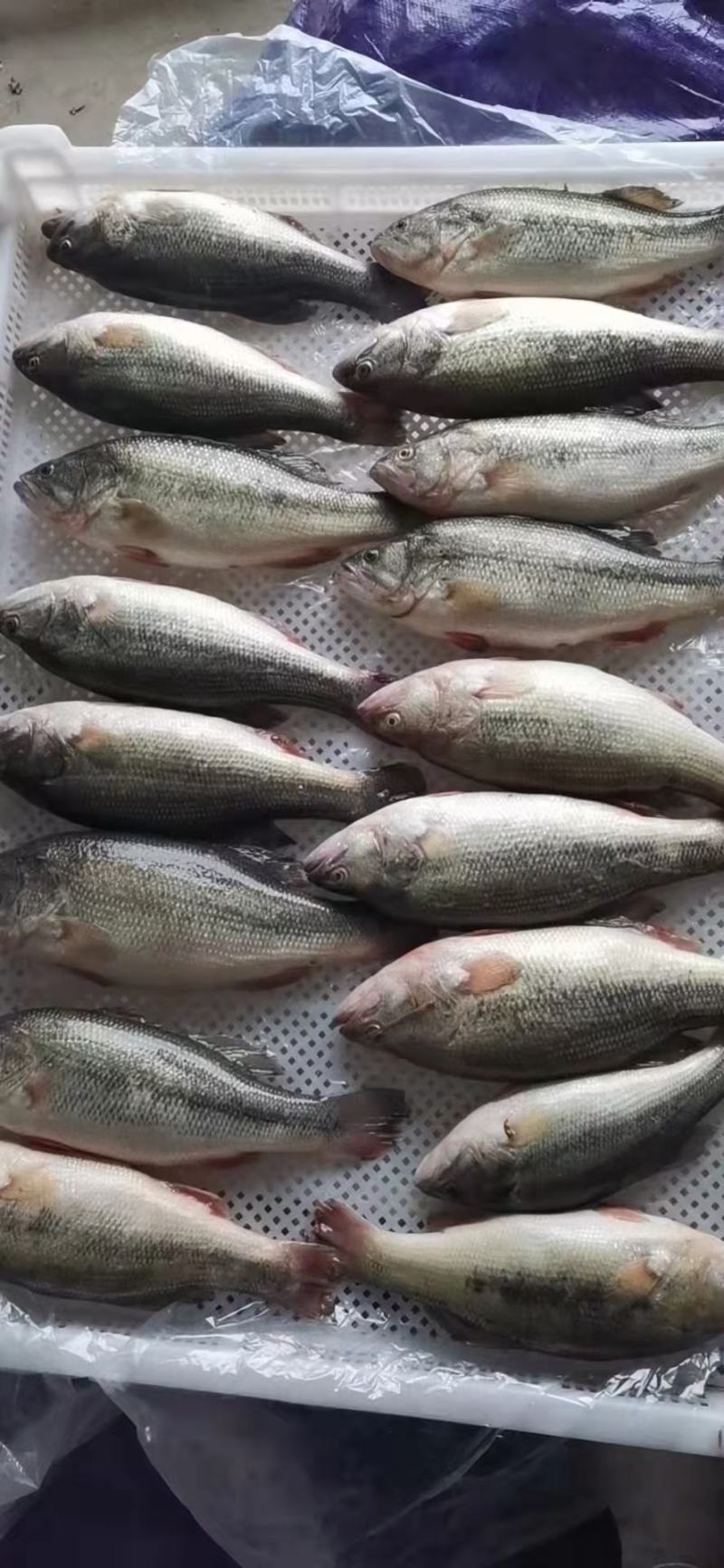 新鲜活冻的鲈鱼