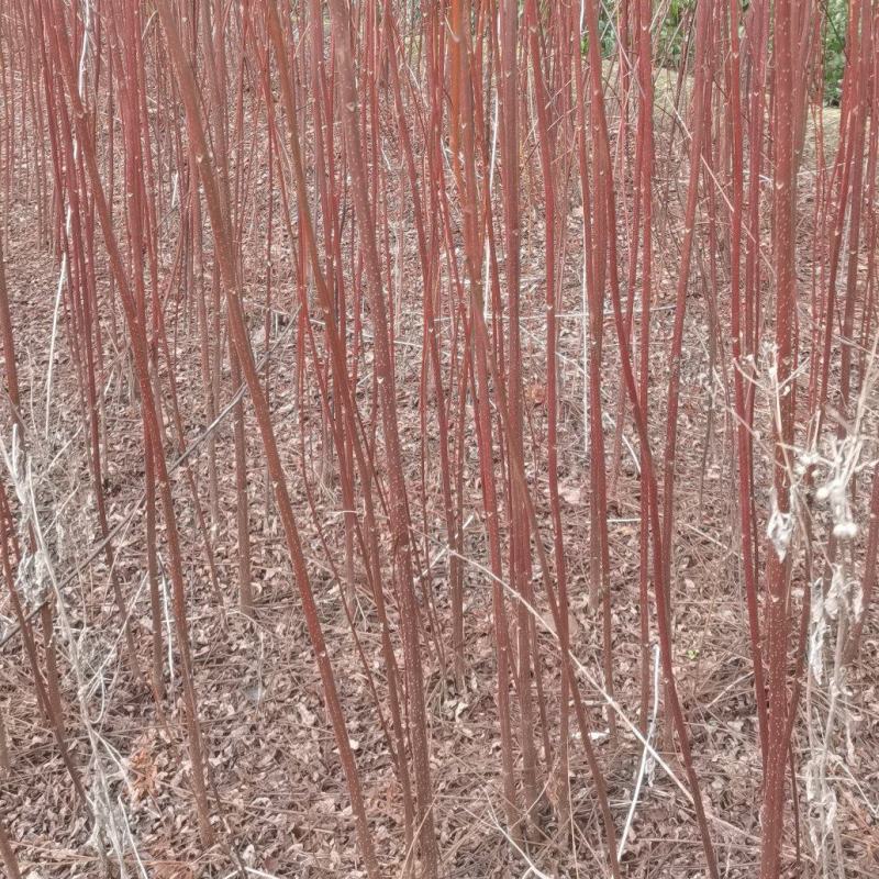 南酸枣小苗出售，当年生小苗，价格优，走量批发