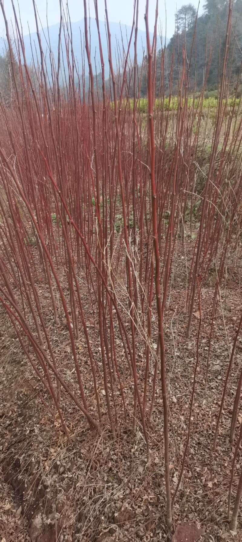 南酸枣小苗出售，当年生小苗，价格优，走量批发