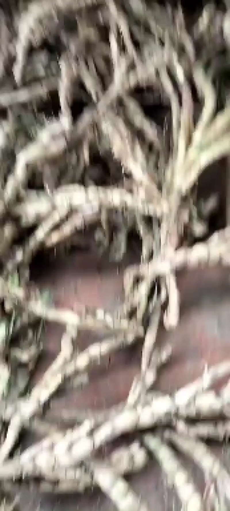 山沟沟里【野生石菖蒲干货】货源稳定，诚信经营，欢迎选购