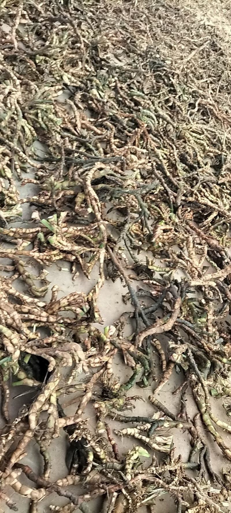 山沟沟里【野生石菖蒲干货】货源稳定，诚信经营，欢迎选购