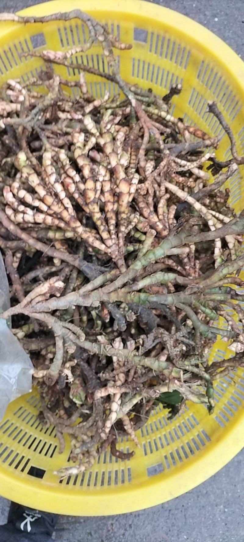山沟沟里【野生石菖蒲干货】货源稳定，诚信经营，欢迎选购