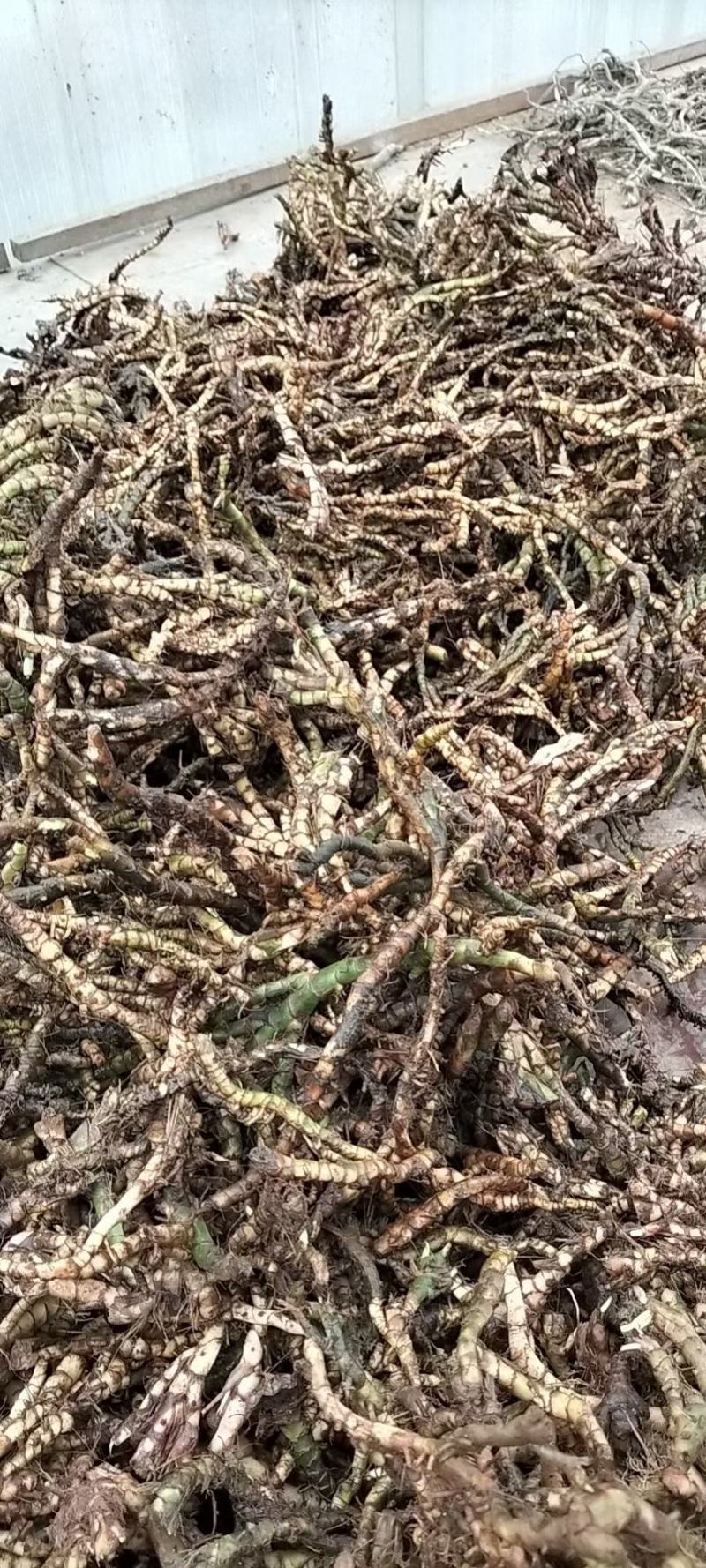 山沟沟里【野生石菖蒲干货】货源稳定，诚信经营，欢迎选购