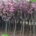 正宗日本樱花树苗樱花小苗南北方庭院地栽盆栽花树园林植物风