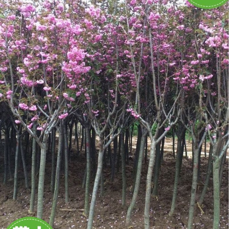 正宗日本樱花树苗樱花小苗南北方庭院地栽盆栽花树园林植物风