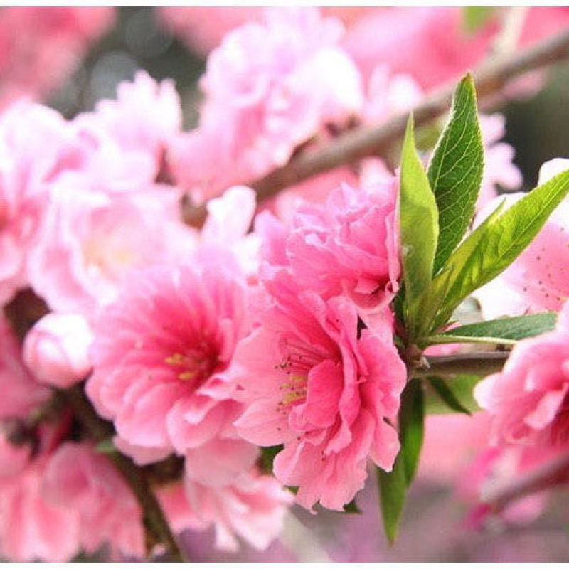 正宗日本樱花树苗樱花小苗南北方庭院地栽盆栽花树园林植物风