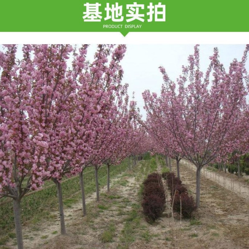 正宗日本樱花树苗樱花小苗南北方庭院地栽盆栽花树园林植物风