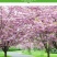 正宗日本樱花树苗樱花小苗南北方庭院地栽盆栽花树园林植物风