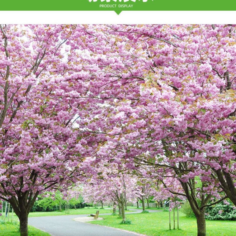 正宗日本樱花树苗樱花小苗南北方庭院地栽盆栽花树园林植物风