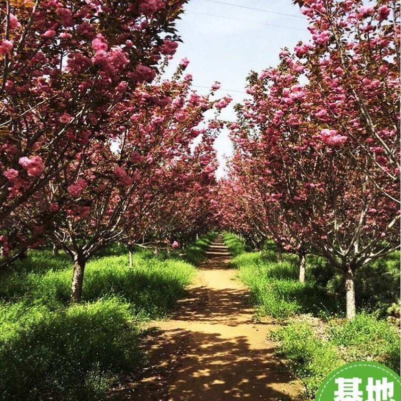 正宗日本樱花树苗樱花小苗南北方庭院地栽盆栽花树园林植物风
