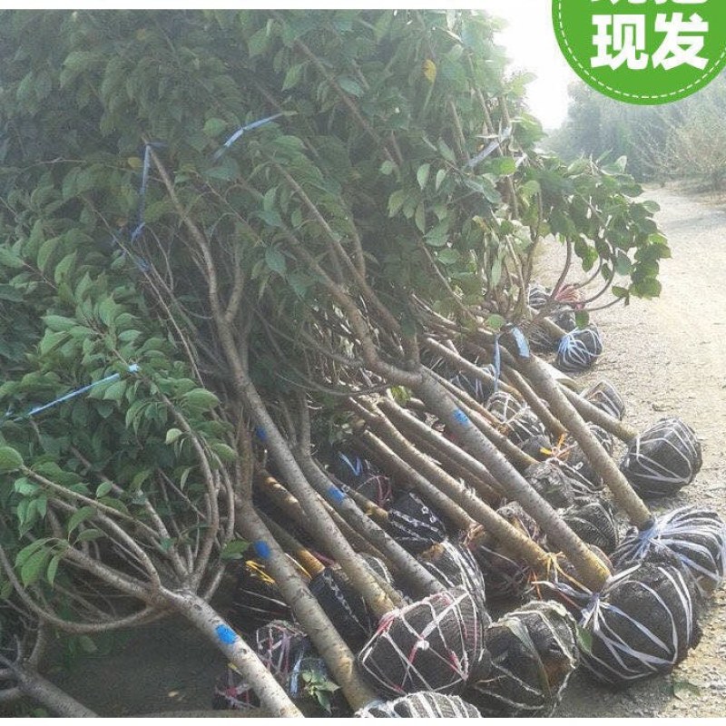 正宗日本樱花树苗樱花小苗南北方庭院地栽盆栽花树园林植物风
