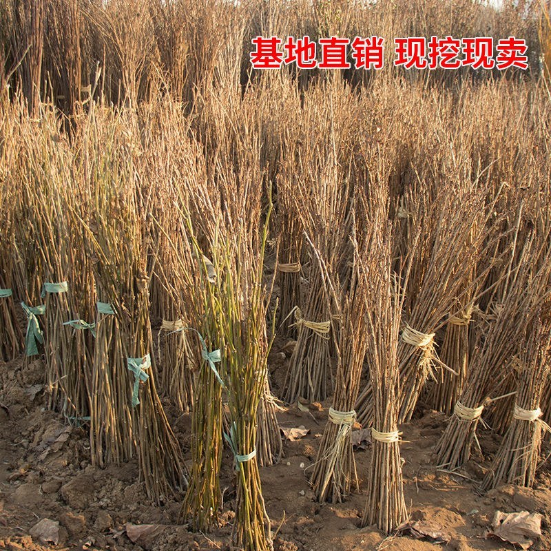 正宗日本樱花树苗樱花小苗南北方庭院地栽盆栽花树园林植物风