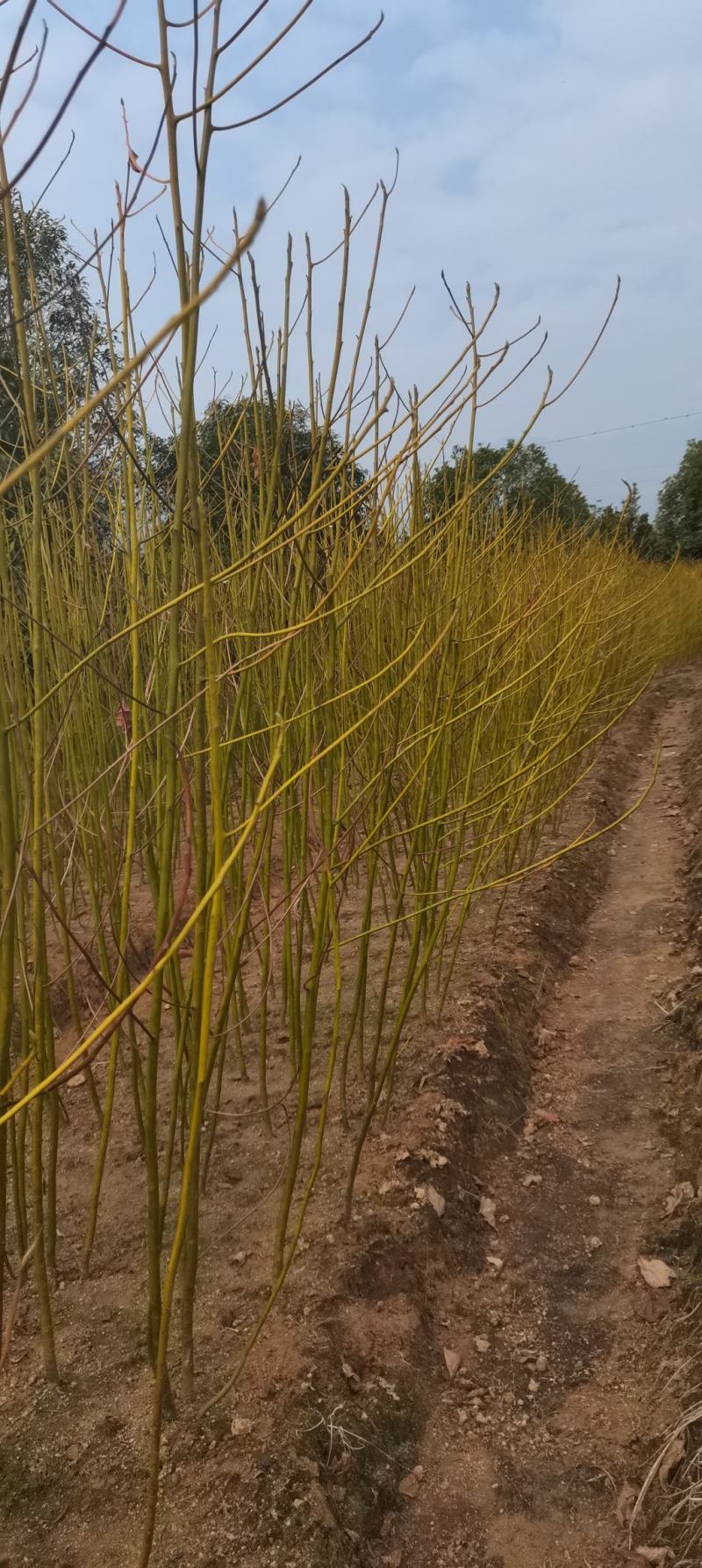 供应一年生檫木小苗，江西檫木，造林树种，苗圃直供